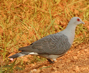 Columba unicincta